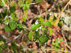 Justicia leucothamna