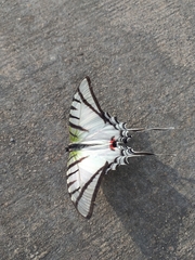 Protesilaus protesilaus