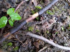 Thelephora americana