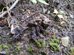 Thelephora americana