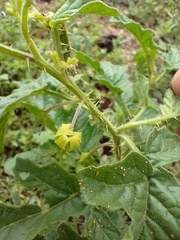 Solanum agrarium