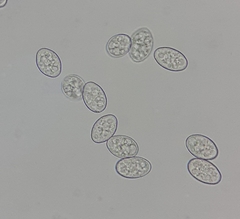 Neoerysiphe galeopsidis