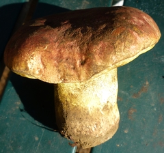 Butyriboletus abieticola