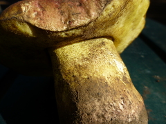 Butyriboletus abieticola