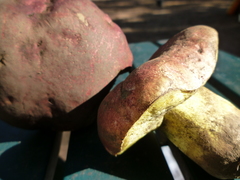 Butyriboletus abieticola