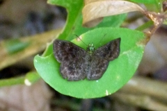 Staphylus chlorocephala