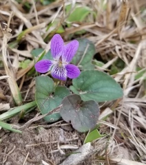 Viola villosa