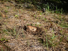 Butyriboletus abieticola
