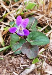 Viola villosa