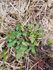 Sceptridium lunarioides