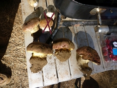 Butyriboletus abieticola
