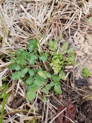 Sceptridium lunarioides