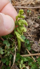 Sceptridium lunarioides