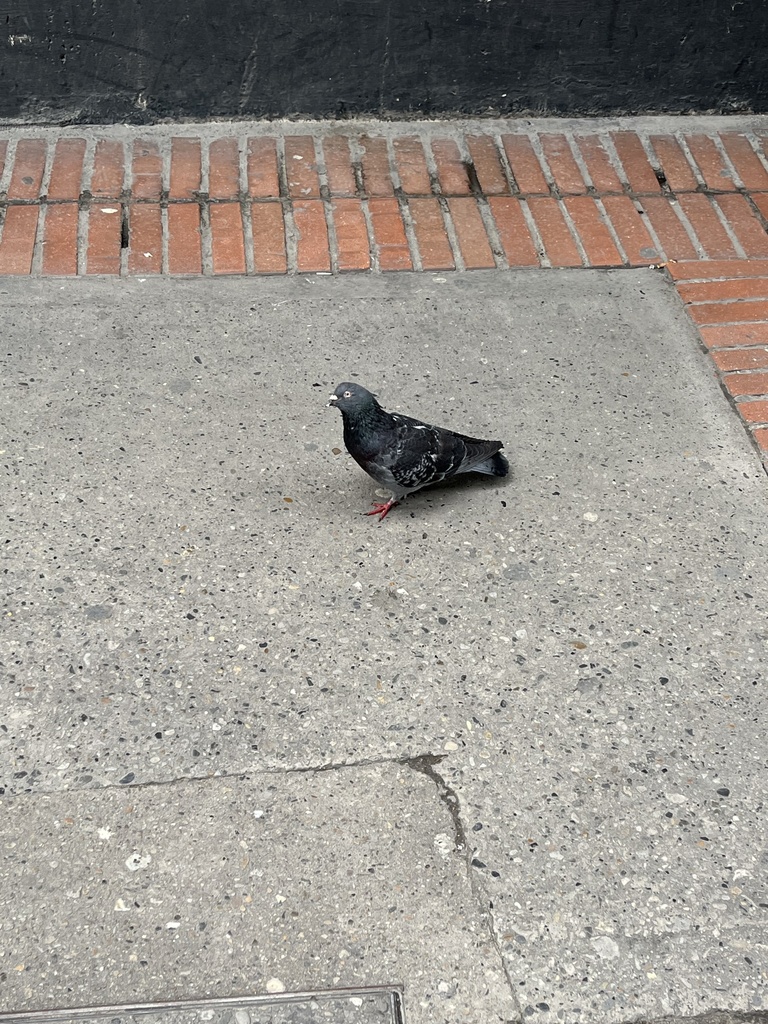 Rock Pigeon from Calle 12C, Bogotá, DC, CO on March 8, 2022 at 02:30 PM ...
