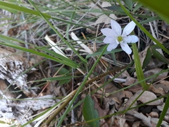 Anemonoides trifolia
