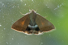 Achaea argilla