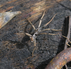 Taeniopteryx araneoides