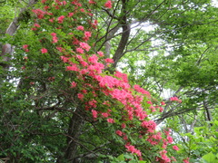 Rhododendron kaempferi