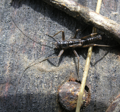 Taeniopteryx araneoides