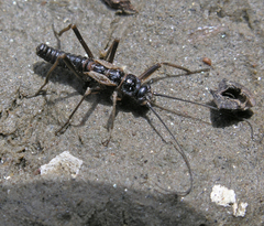 Taeniopteryx araneoides