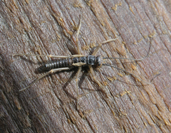 Taeniopteryx araneoides