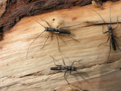 Taeniopteryx araneoides