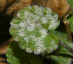Neoerysiphe galeopsidis