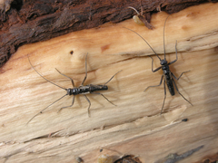 Taeniopteryx araneoides