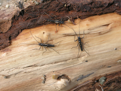 Taeniopteryx araneoides