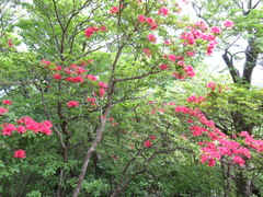 Rhododendron kaempferi