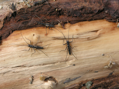 Taeniopteryx araneoides