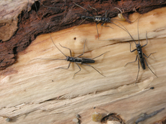 Taeniopteryx araneoides