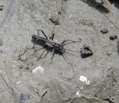 Taeniopteryx araneoides