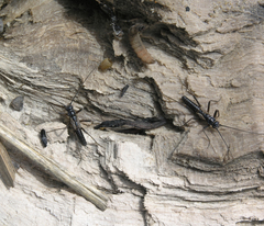 Taeniopteryx araneoides