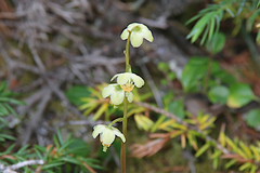 Pyrola chlorantha