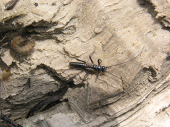 Taeniopteryx araneoides