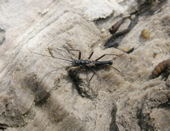 Taeniopteryx araneoides