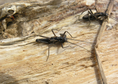 Taeniopteryx araneoides