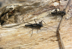 Taeniopteryx araneoides
