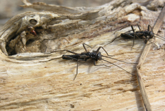 Taeniopteryx araneoides