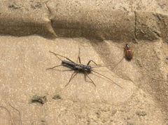 Taeniopteryx araneoides