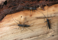 Taeniopteryx araneoides