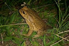 Rhinella icterica
