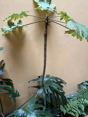 Monstera deliciosa