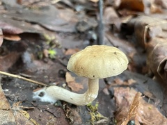 Meottomyces dissimulans