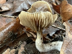 Meottomyces dissimulans