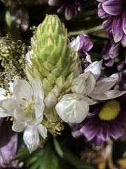 Ornithogalum