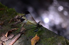 Psolodesmus mandarinus mandarinus