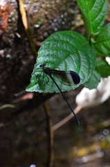 Psolodesmus mandarinus mandarinus