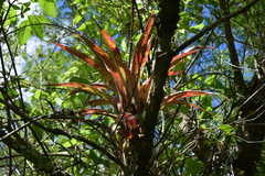 Tillandsia complanata
